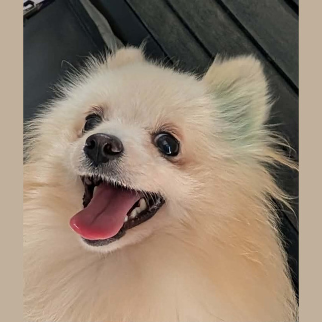 Photo of Mochi