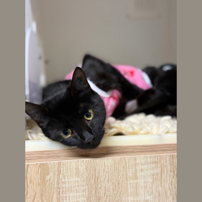 Photo of 🎬 Raven 6393 🎬