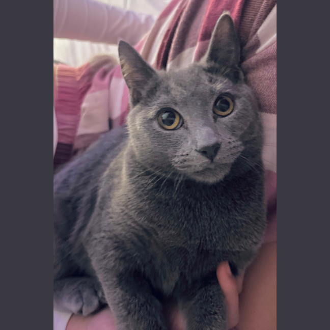 Photo of Nemo