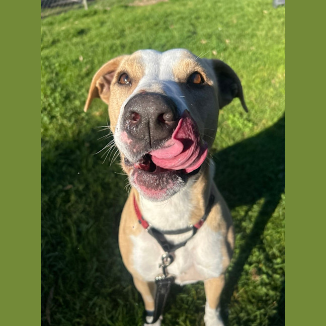 Photo of Fifi 