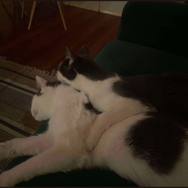 Photo of Fifi & Lupin 