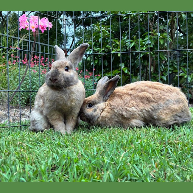 Photo of Belle And Jasmine