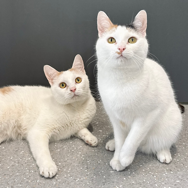 Photo of Mickey & Minnie
