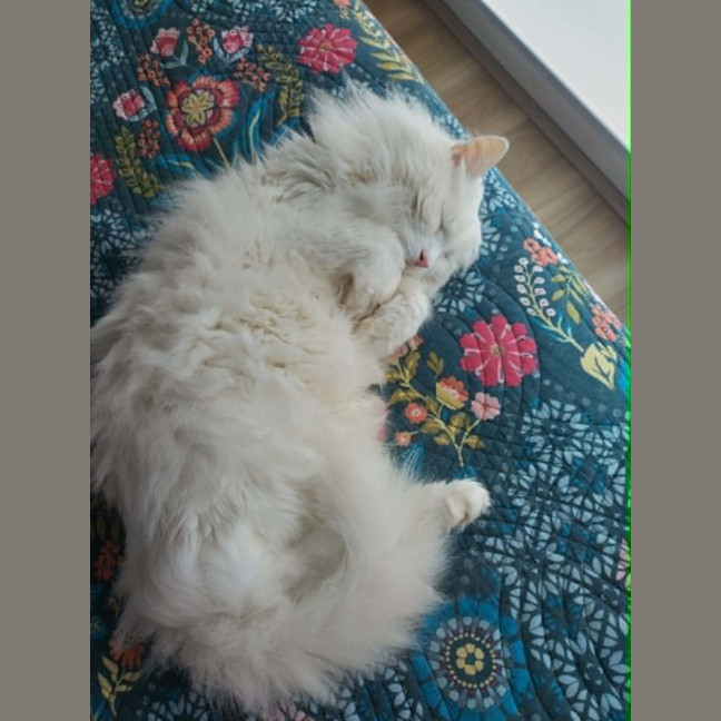 Photo of Old Man Grey *9 Lives Project Rescue*