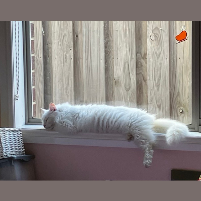 Photo of Old Man Grey *9 Lives Project Rescue*