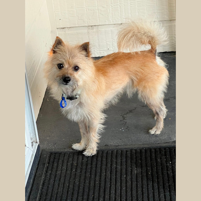 Photo of Henry   5 Year Old Pomeranian X Maltese