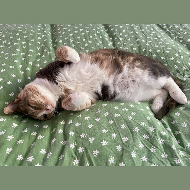 Photo of Mixie