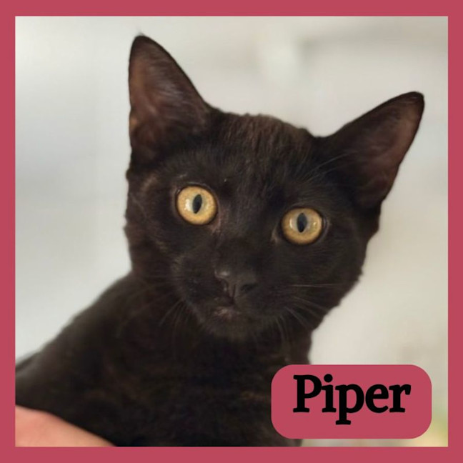 Photo of Piper