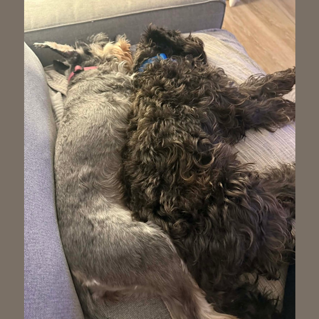 Photo of Honey & Sox