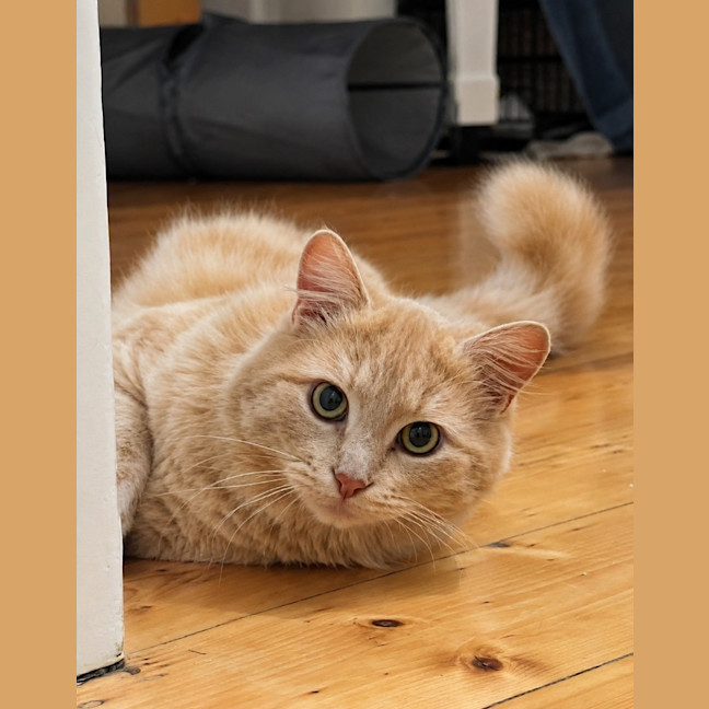 Photo of Paw Paw