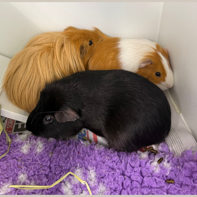 Photo of Walter (Bonded With Fabio And Lionel)