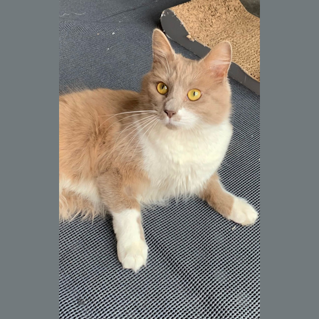 Photo of Bodhi 🦁🥰💙