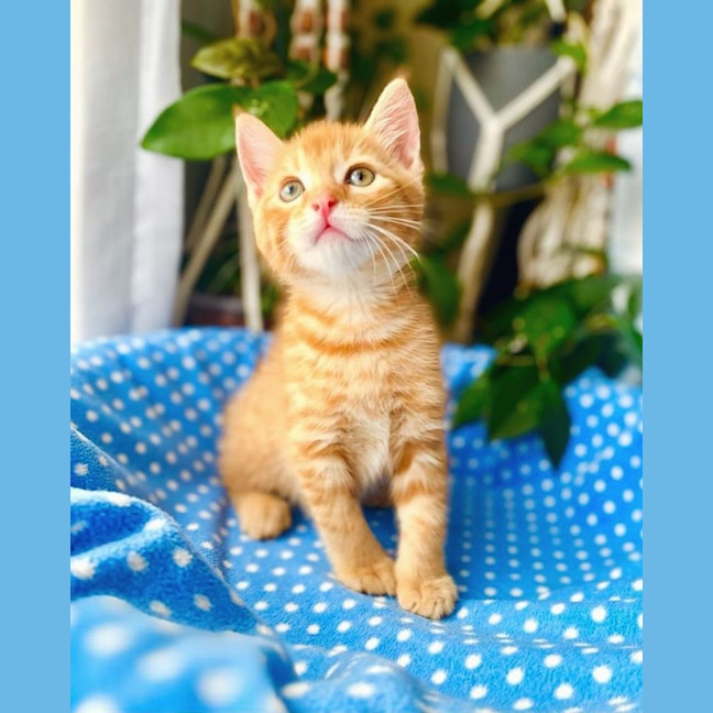 Photo of Hank And Zog