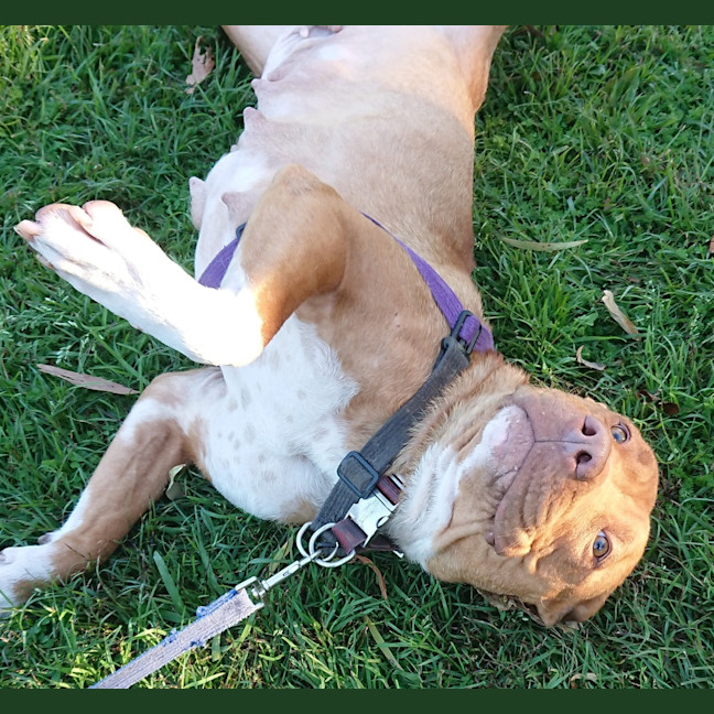 Photo of Millie