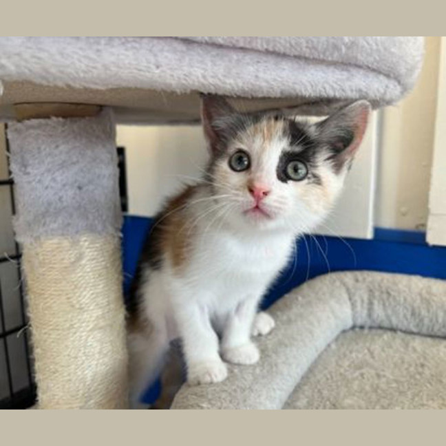 Photo of Marmalade