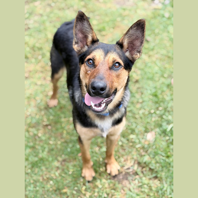 Photo of Rusty