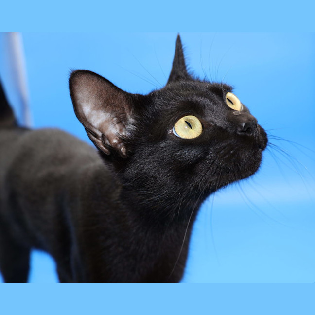 Photo of Julie   Now At Pet Quarters Glendale