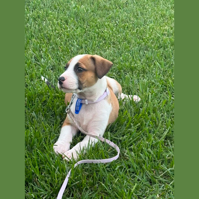 Photo of Bug   7 Week Old Cattle Dog X Staffy