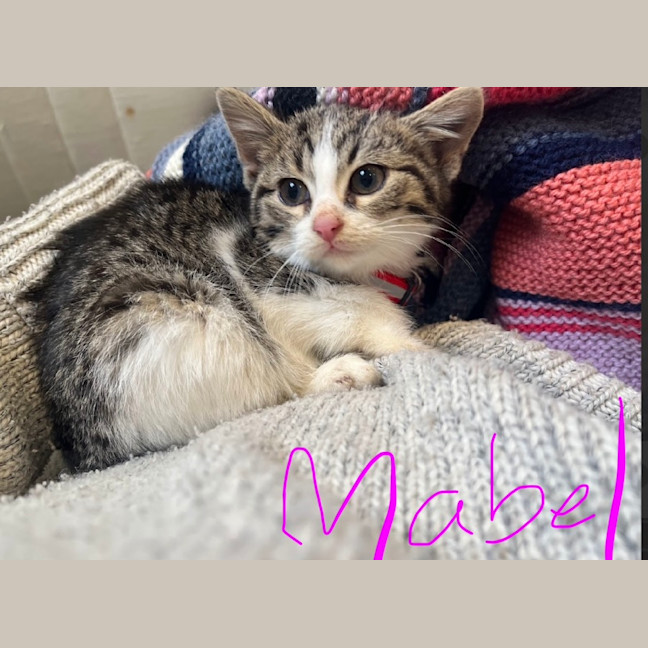 Photo of Mabel 