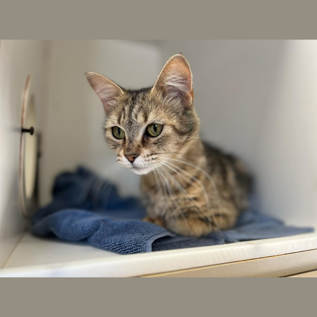 Photo of Caramel Latte *9 Lives Project Rescue*