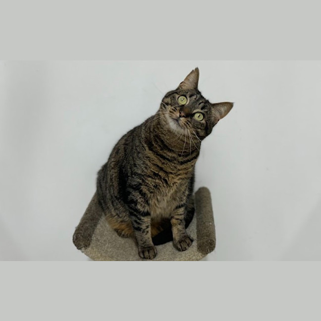 Photo of Tigreca