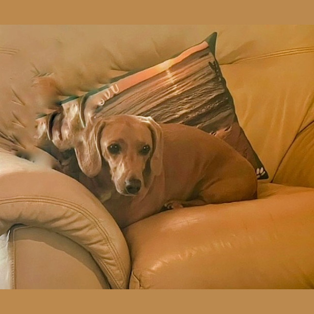 Photo of Rusty (Was Dusty)