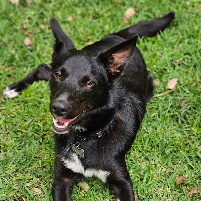 Photo of Bruce   Assisted Rehome 