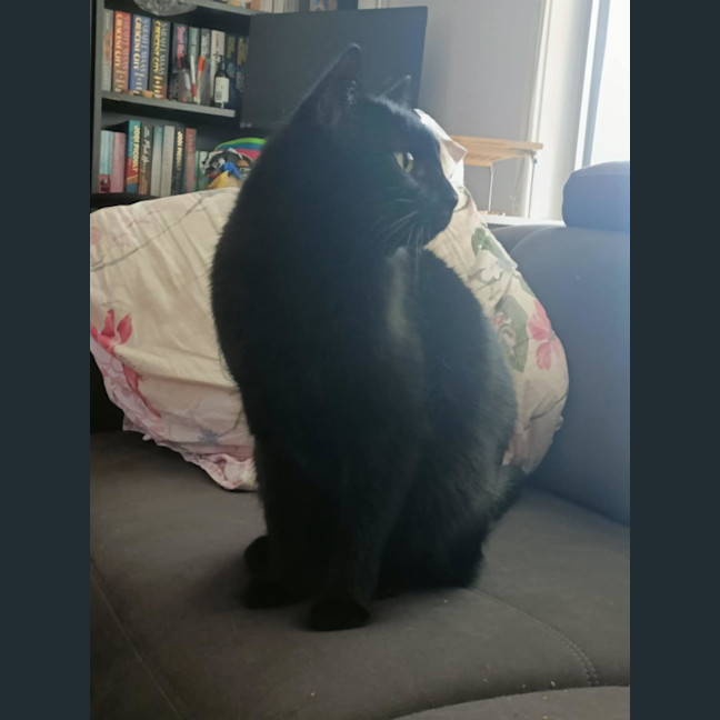 Photo of Winston   13 Year Old Domestic Short Hair