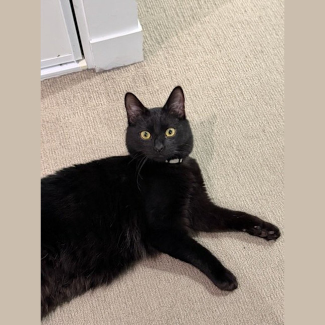 Photo of Spencer *9 Lives Project Rescue*