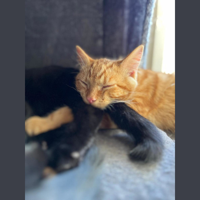 Photo of Thor