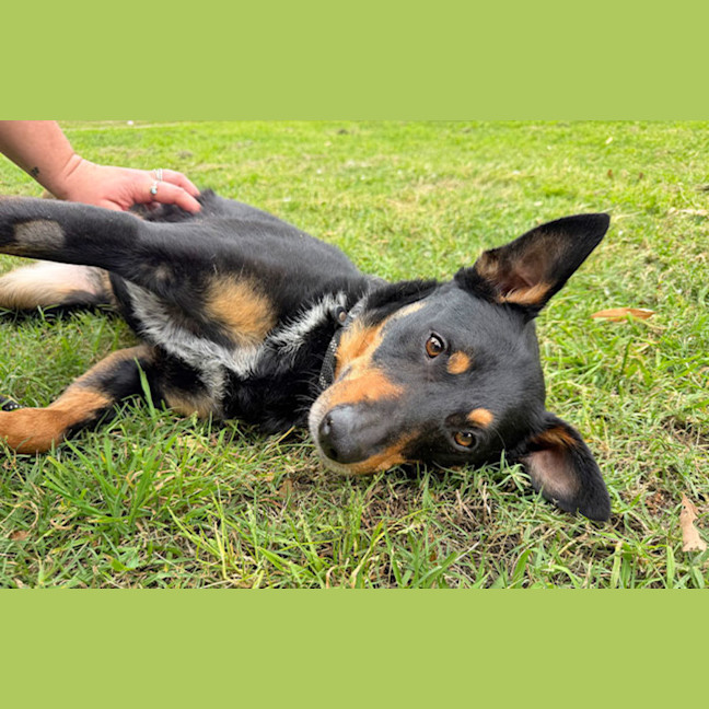 Photo of Banjo