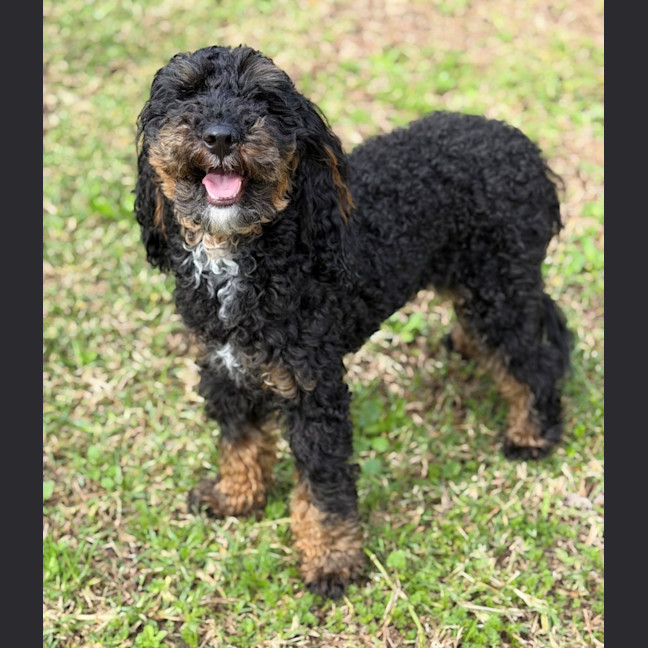 Photo of Teddy