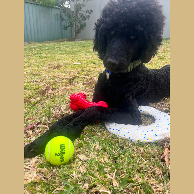 Photo of Keith   1 Year Old Poodle