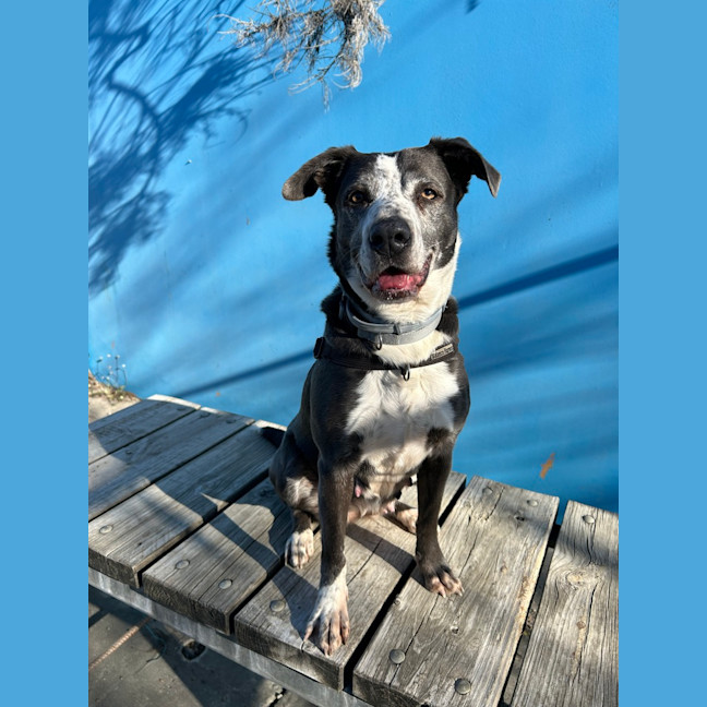 Photo of Olive