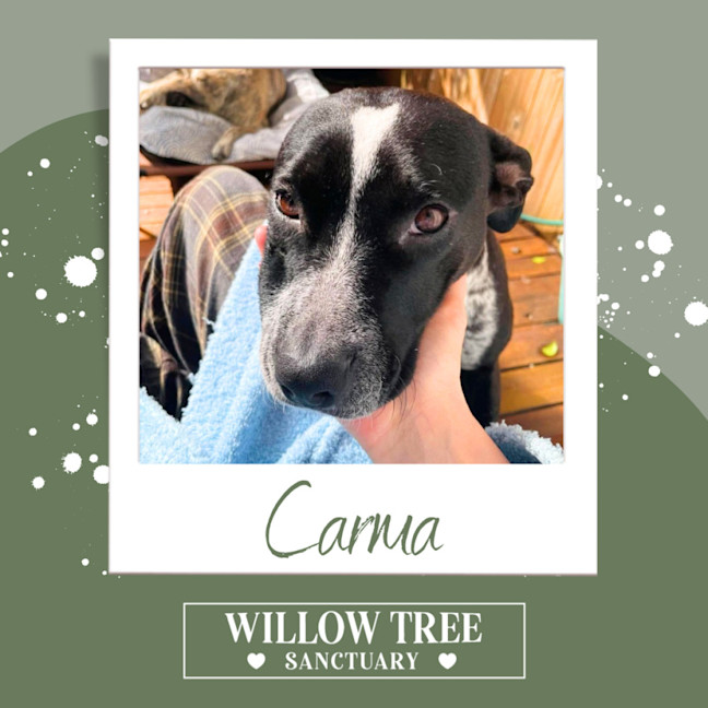 Photo of Carma