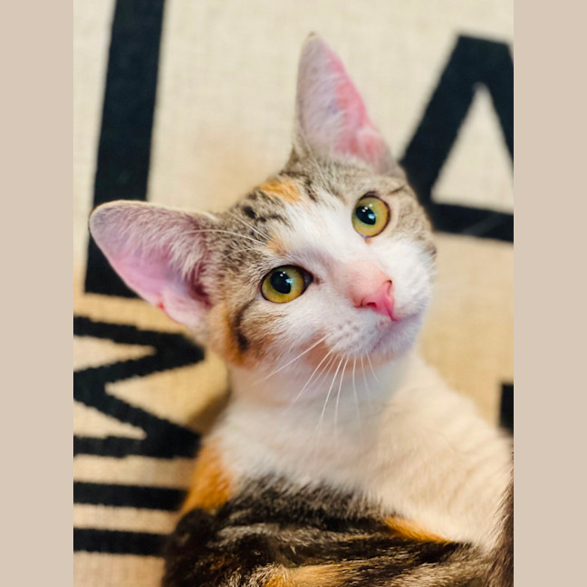 Photo of Emmy   Located In Northcote