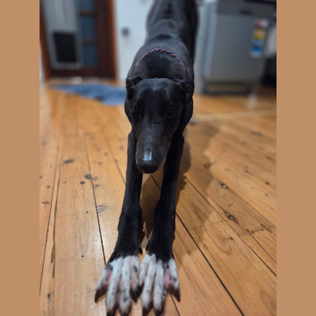 Photo of Drew, The Greyhound