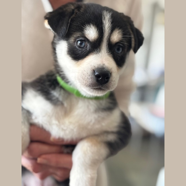 Photo of Beau
