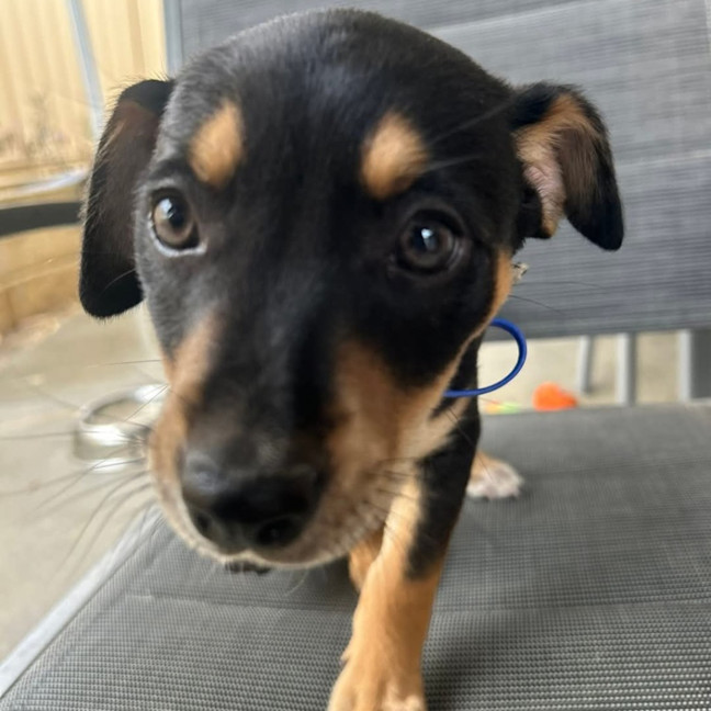 Photo of Dahlia