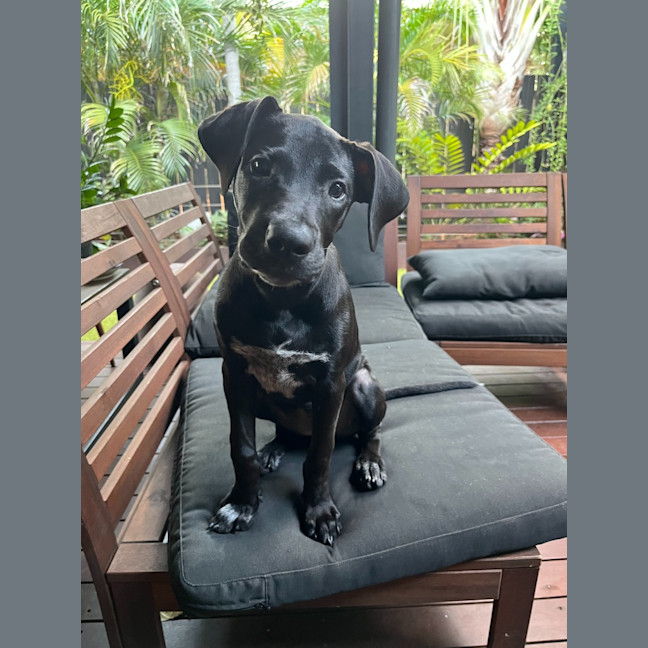 Photo of Phoebe