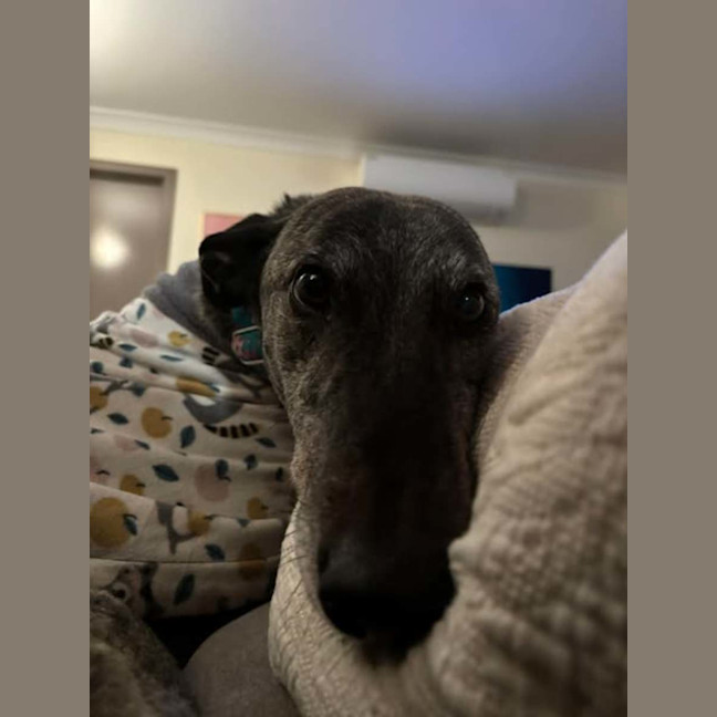 Photo of Jeff, The Greyhound