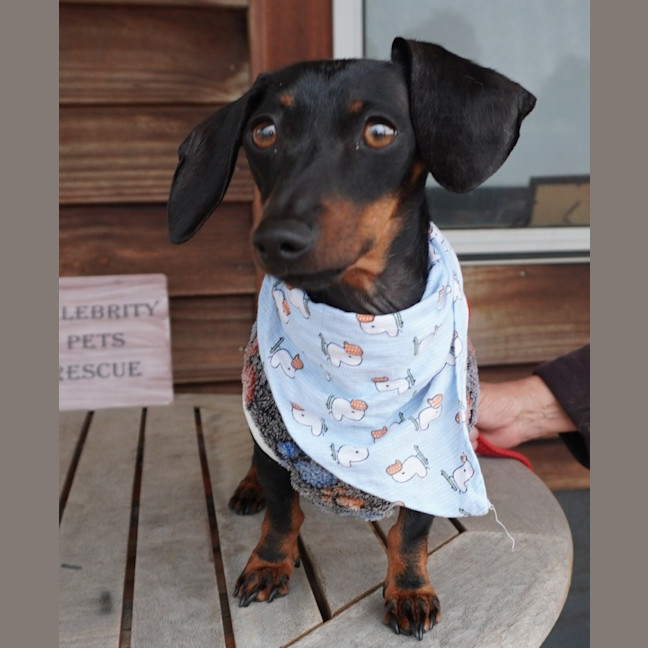 Photo of Lola
