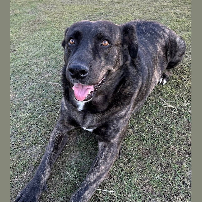 Photo of Kenny *$150 Adoption Fee*