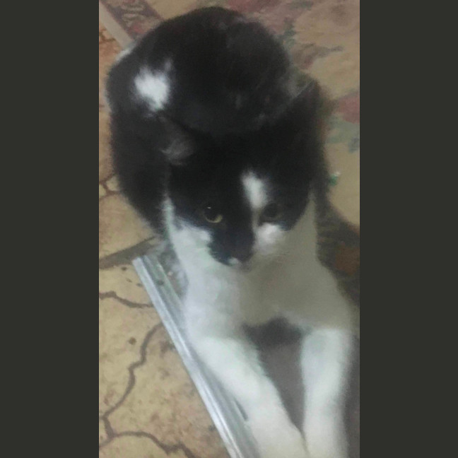 Photo of Oreo💗