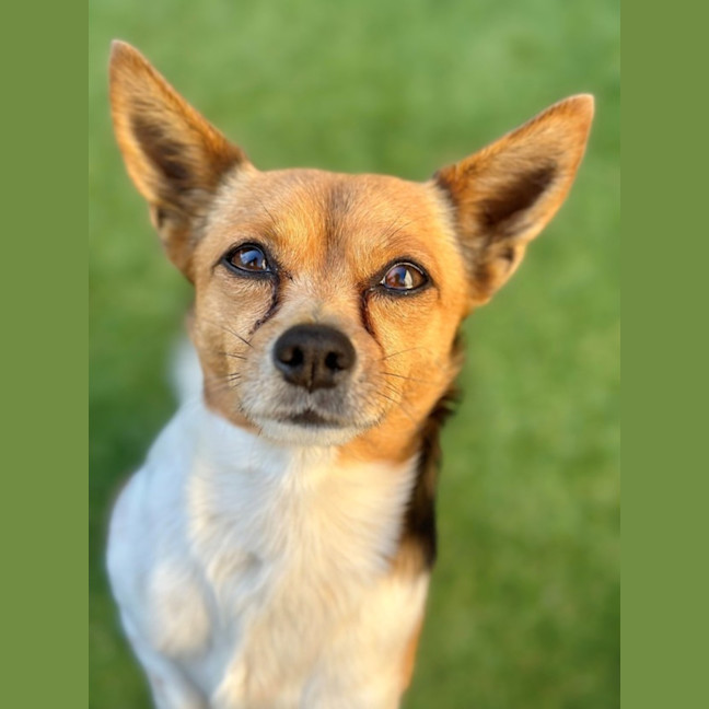 Photo of Baxter