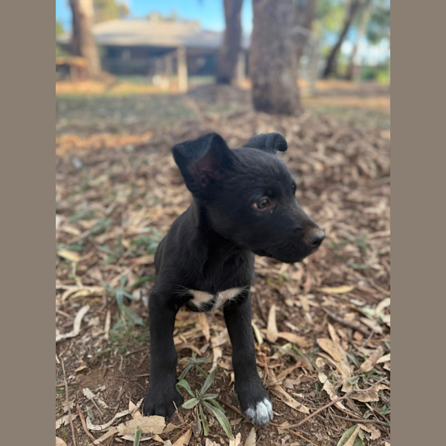 Photo of Digger