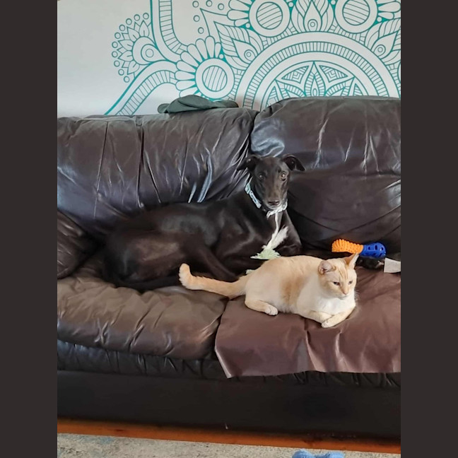 Photo of Fifi, The Greyhound