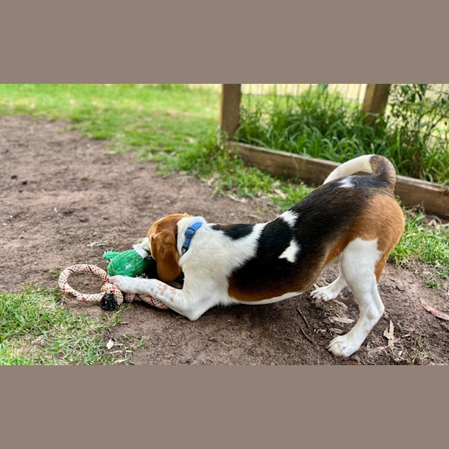 Photo of Bagel