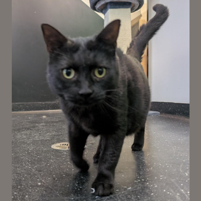 Photo of The Great Leviathan