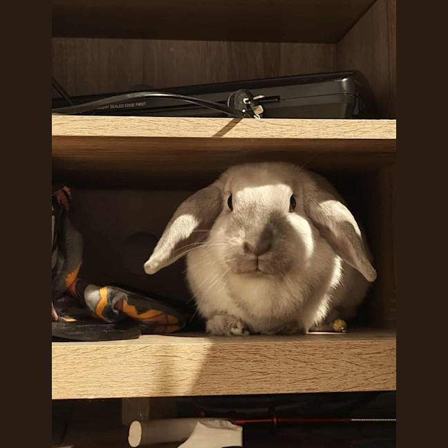 Photo of Angel
